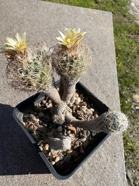 Turbinicarpus krainzianus minimus